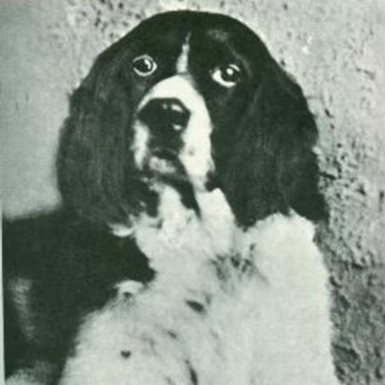 cover art for #22: Jim the Wonder Dog