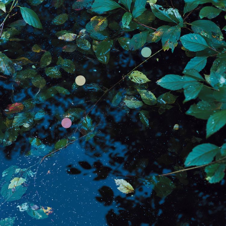 cover art for 青々とした葉に降る繊細な雨