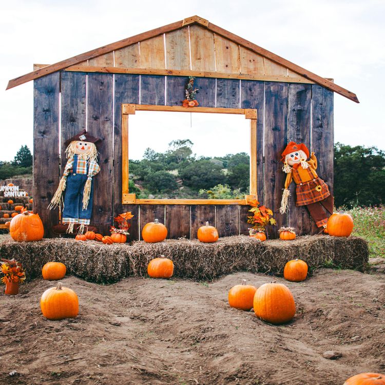 cover art for 59. 秋季庆典 | Fall Festivals