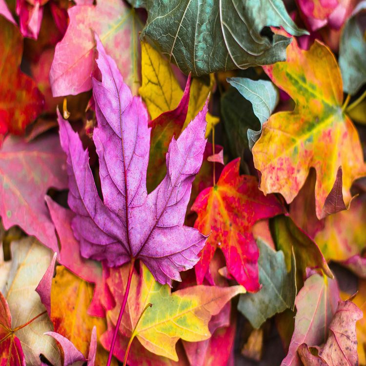 cover art for Fatigué cet Automne ? Essayez Cet Exercice Miracle pour Recharger Votre Énergie !