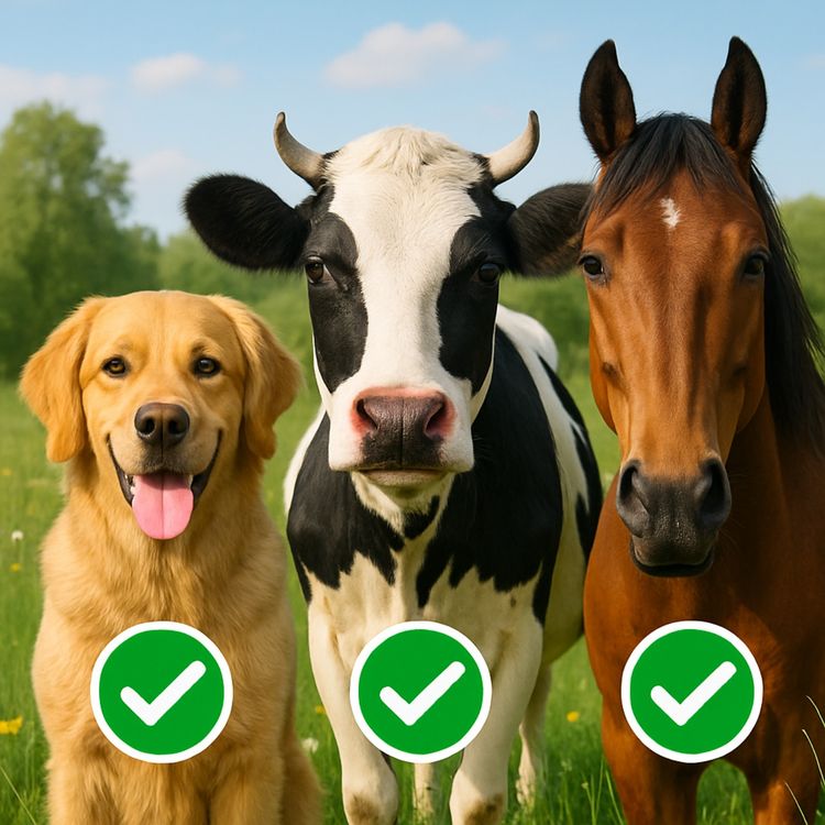 cover art for S5E18 : Calvitie, zoophilie, et gifler des présidents