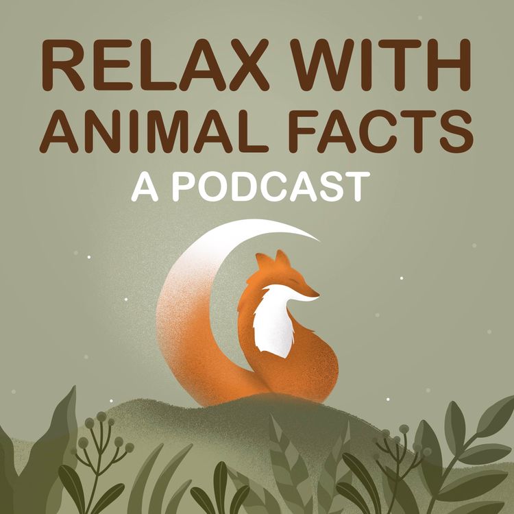 cover art for The End of Relax With Animal Facts