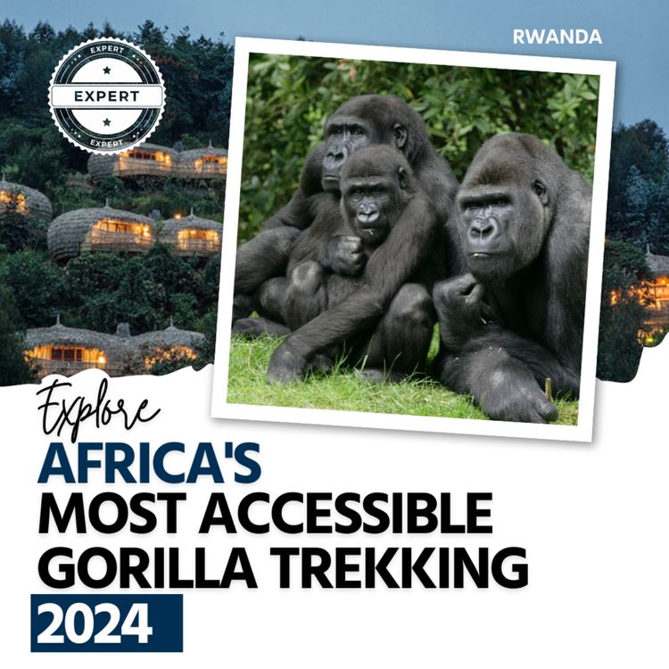 cover art for What makes Rwanda a unique safari destination in 2024?