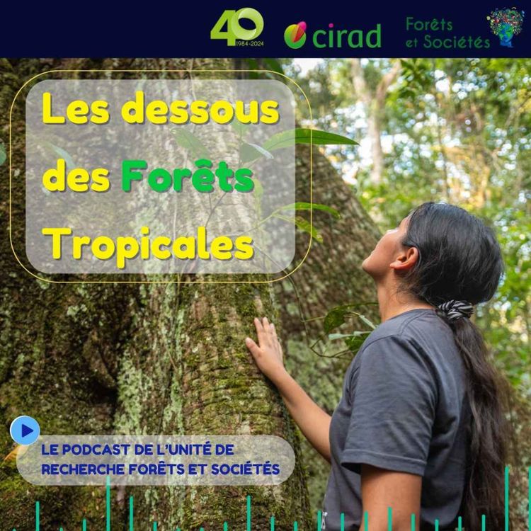 cover art for Bande-annonce: Les Dessous des Forêts Tropicales