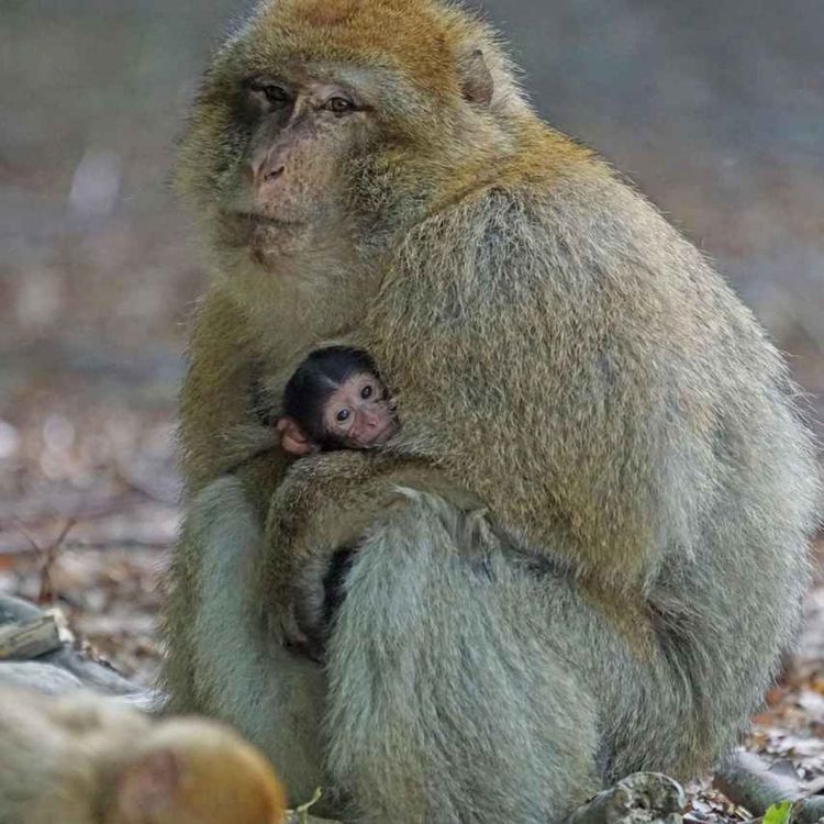 cover art for #42 DEL 1 Etologi och Anknytningsteori - Evil Boobies!