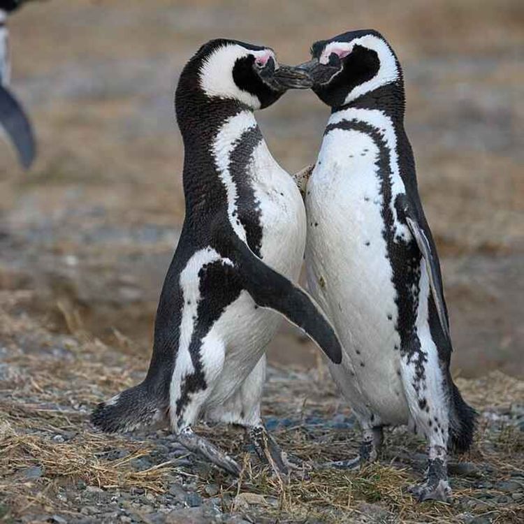 cover art for #44 Smått och gott