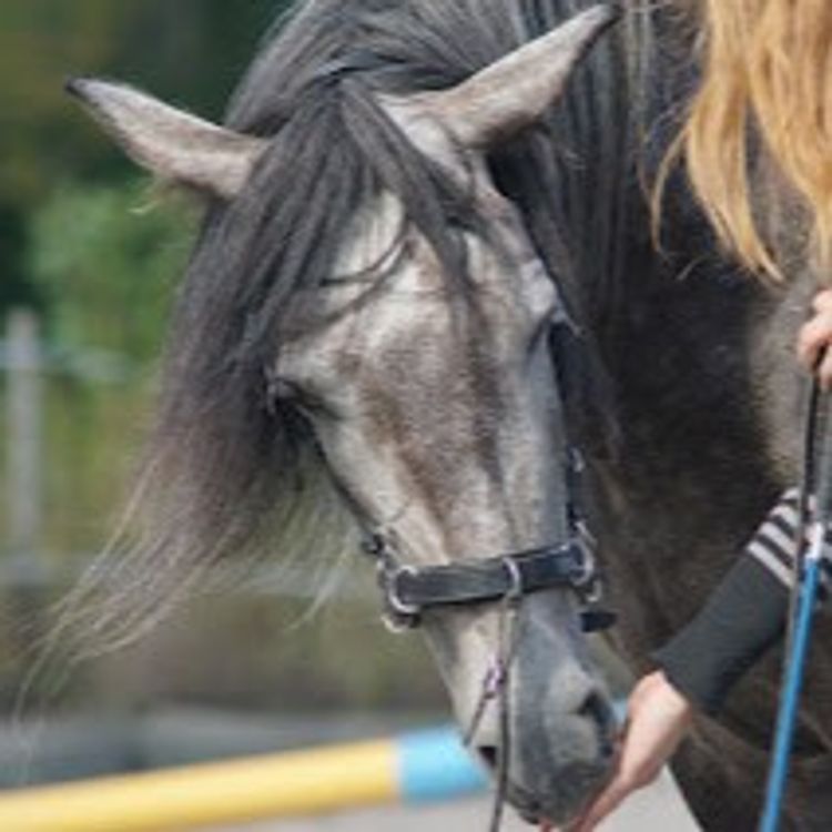 cover art for #32 Erfarenheter av belöningsbaserad hästträning. Eller: 3 girls 1 horse