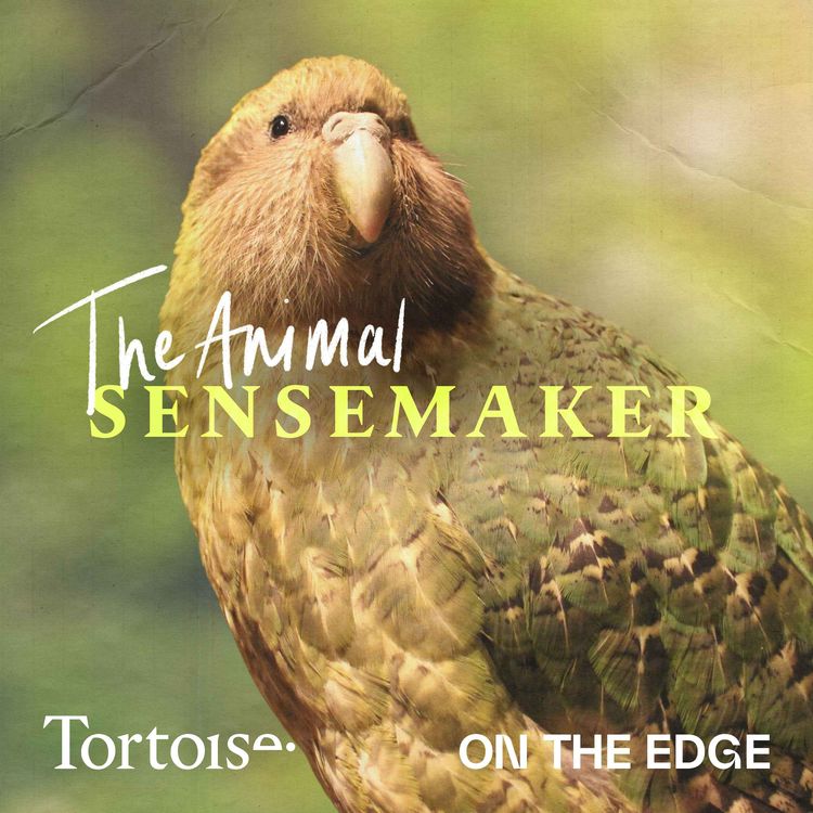 cover art for Introducing...The Animal Sensemaker