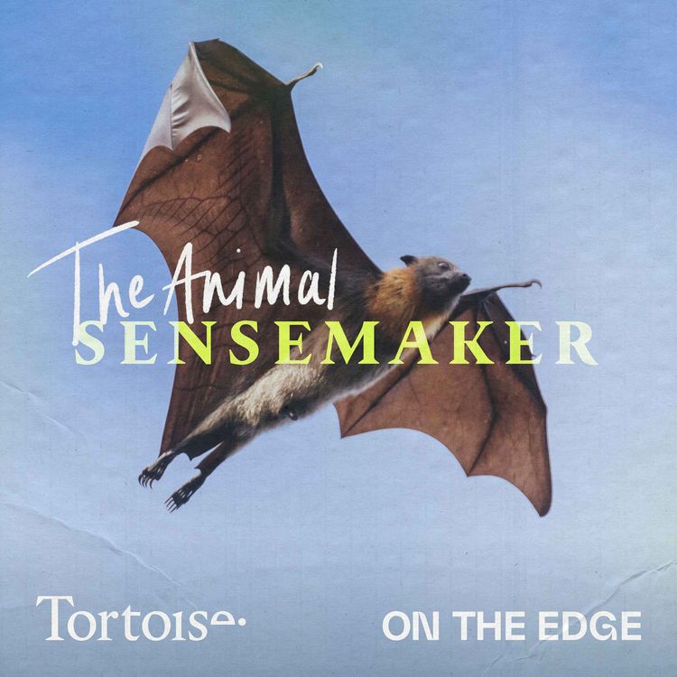 cover art for Grey-headed flying fox: bats with heat stroke