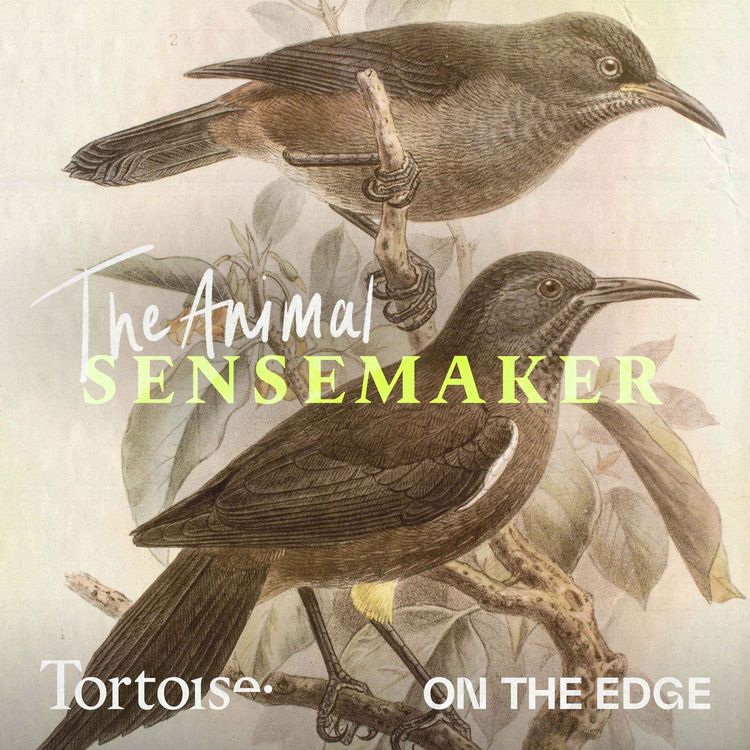 cover art for Kauaʻi ʻōʻō bird: the final call