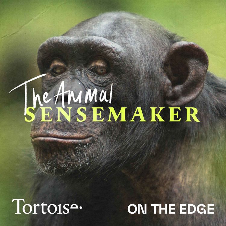 cover art for Chimps: the clay detox 