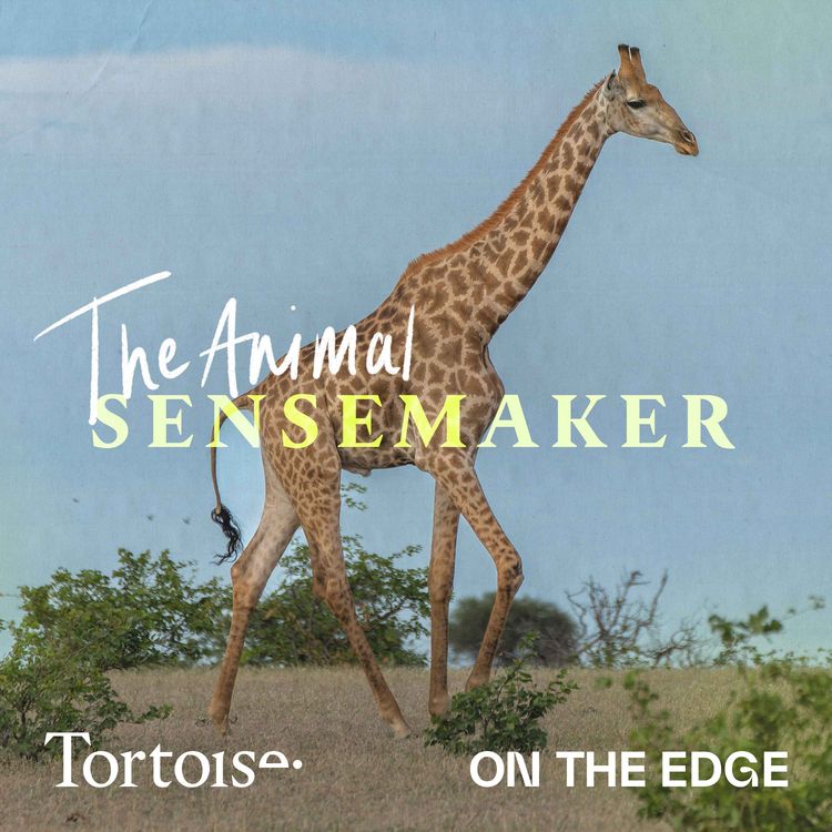 cover art for Giraffes: long-limbed lovers