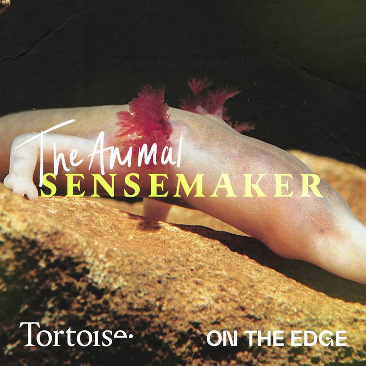 cover art for Olm: how to live to 100