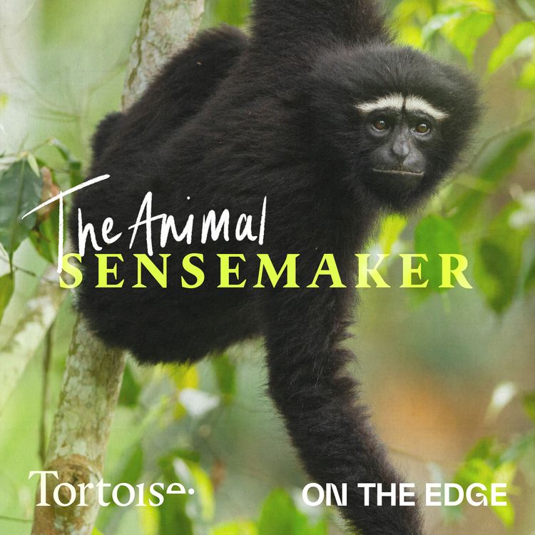 cover art for Why did the gibbons stop singing?