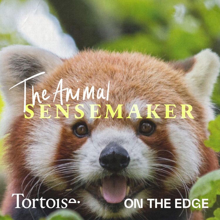 cover art for Is being so cute a curse for red pandas?