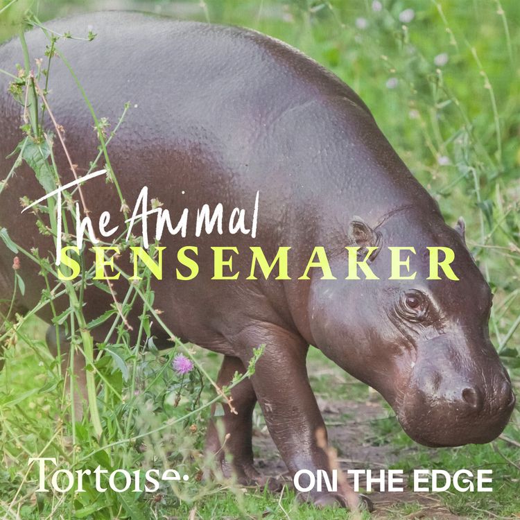 cover art for Pygmy hippo: The internet’s chunky best friend