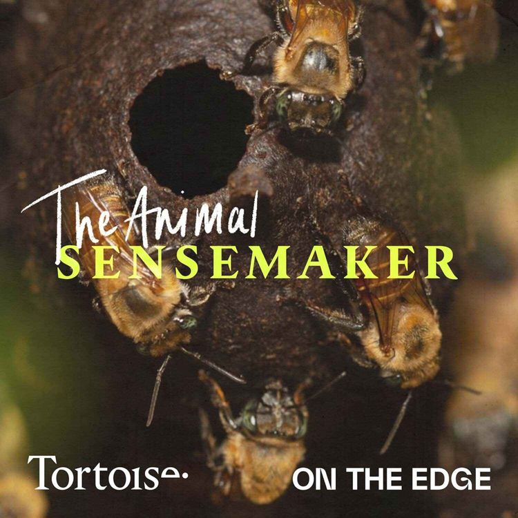 cover art for Stingless Bee: keeping the rainforest blooming