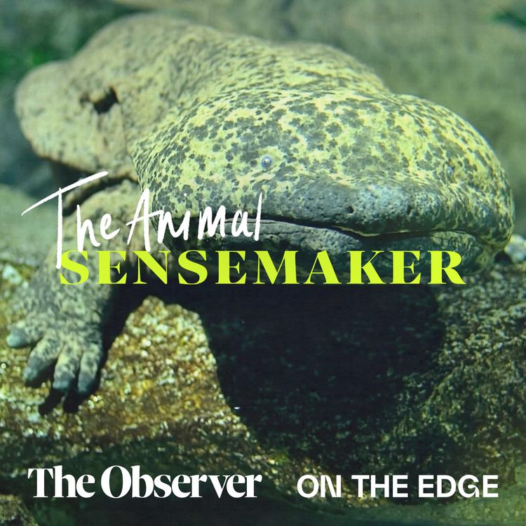 cover art for Chinese Giant Salamander: the living fossils