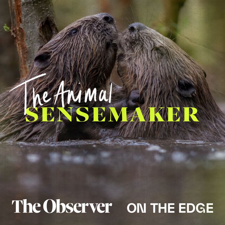 cover art for Beavers: waffle tails and river lodges