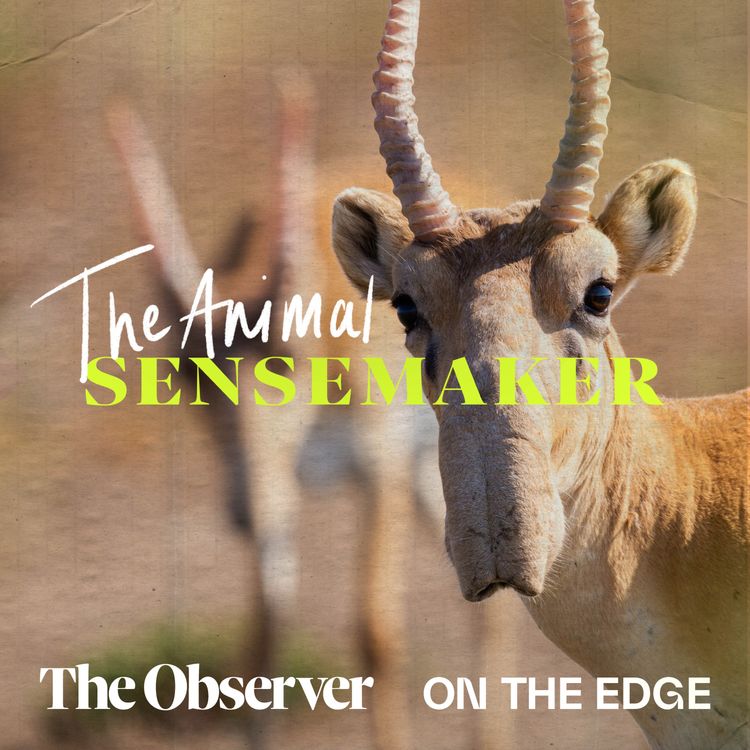 cover art for Saiga Antelope: humungous noses and countless comebacks