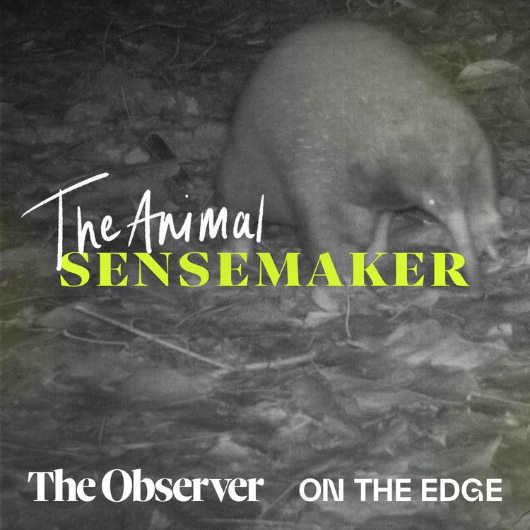 cover art for Long-Beaked Echidna: Attenborough’s elusive creature rediscovered