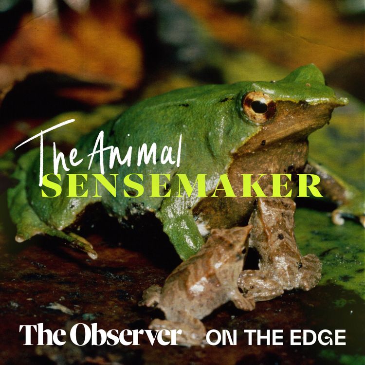 cover art for Darwin's frog: ‘pregnant’ males and a 7,000 mile journey