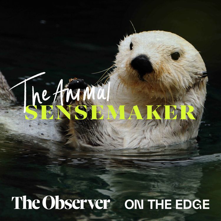 cover art for Sea otters: favourite rocks and tummy tables