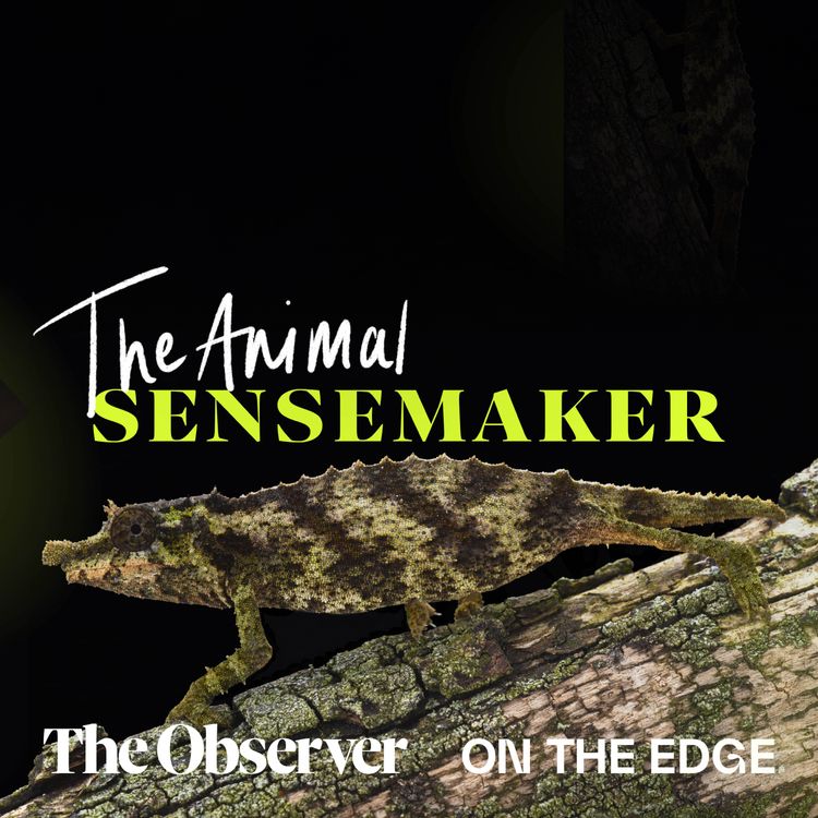 cover art for Nguru pygmy chameleon: forest floors and fast tongues