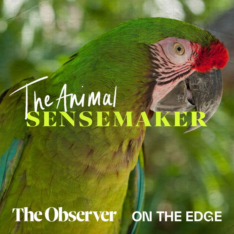 cover art for Great Green Macaw: picky eaters and favourite trees