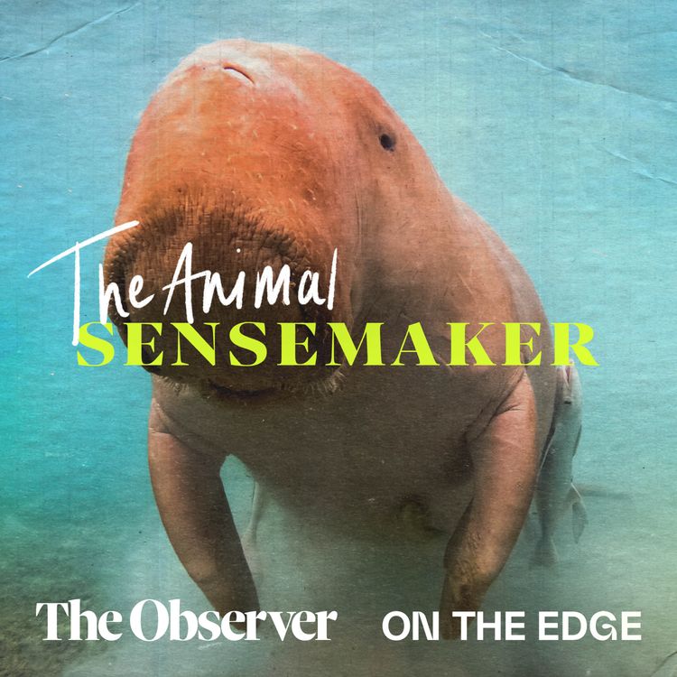 cover art for Dugong: seagrass and karaoke bars