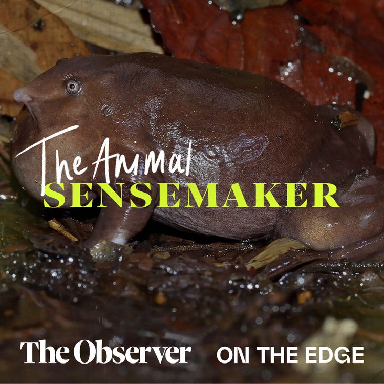 cover art for Purple frogs: an annual ritual