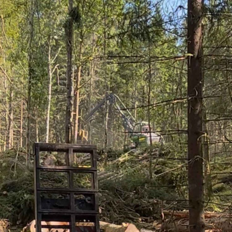 cover art for Avsnitt 98 - Slutavverkning pågår - mångfaldsskog nästa?