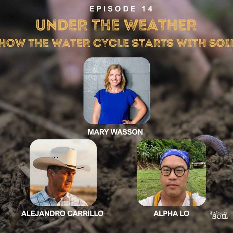 cover art for Under the Weather: How the water cycle starts with Soil