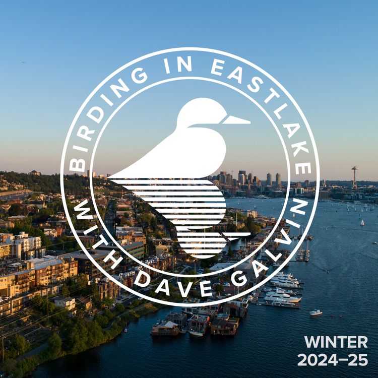 cover art for Birding in Eastlake - Winter 2024-25