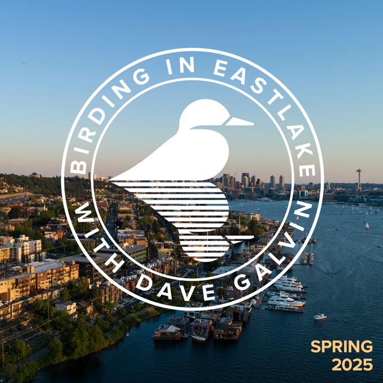 cover art for Birding in Eastlake - Spring 2025