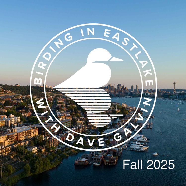 cover art for Birding in Eastlake - Fall 2025