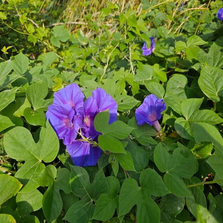 cover art for Derrière Chez Vous – L'ipomée des Indes