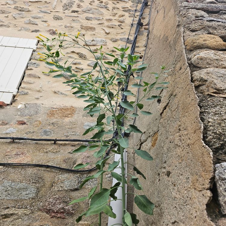 cover art for Derrière Chez Vous – Le tabac arborescent