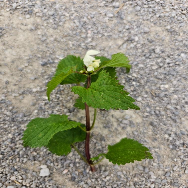 cover art for Derrière Chez Vous – Le Genêt épineux