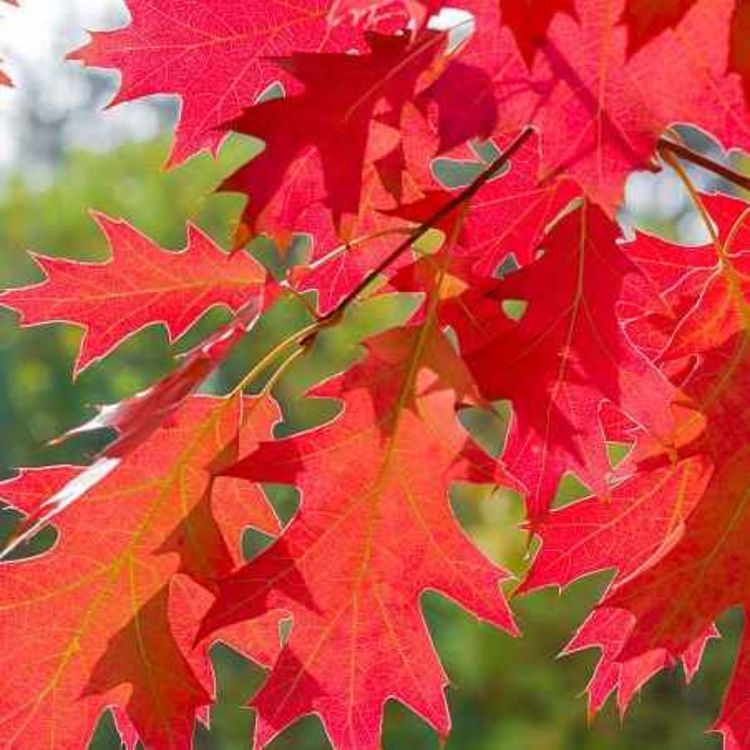 cover art for Derrière Chez Vous – Le Chêne rouge d'Amérique