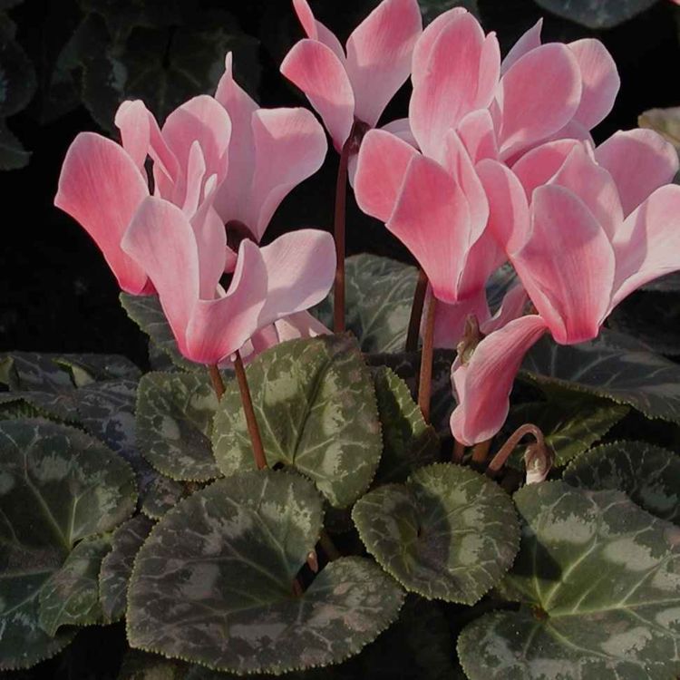 cover art for Derrière Chez Vous – Le cyclamen