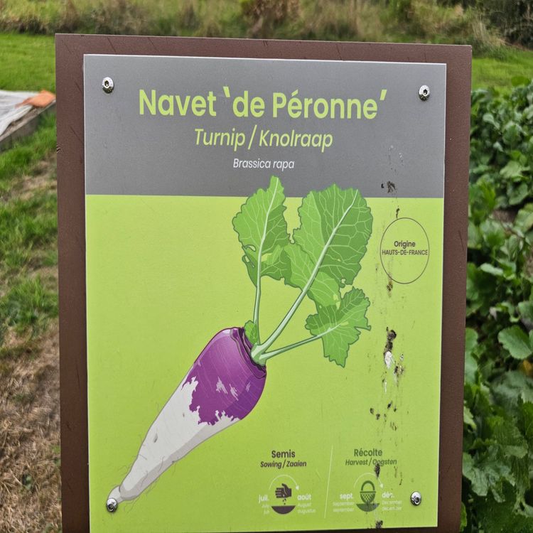 cover art for Derrière Chez Vous – Le Navet de Péronne