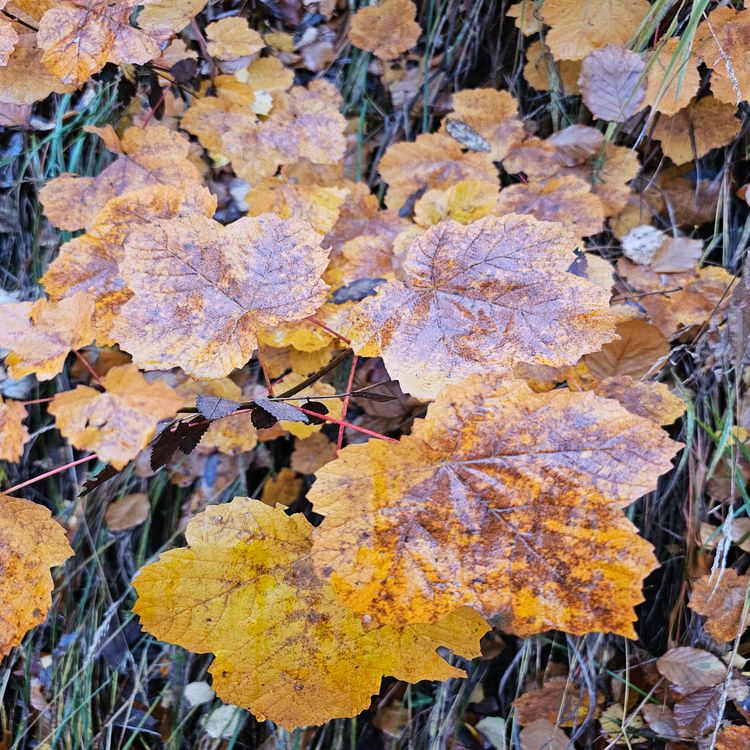 cover art for Derrière Chez Vous – L'Érable à feuille d'obier