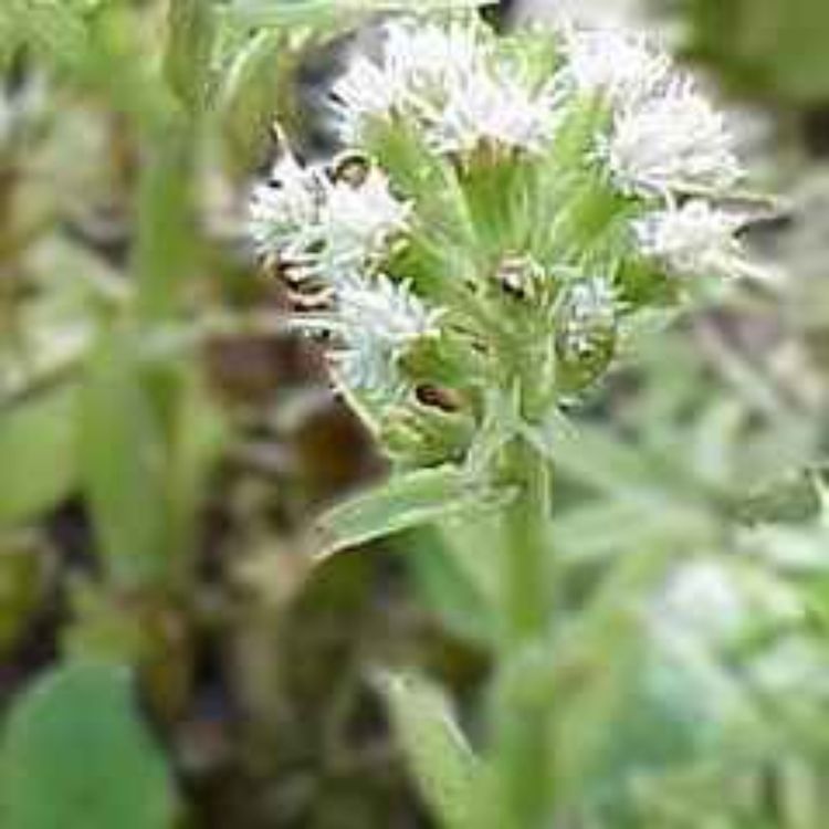 cover art for Derrière Chez Vous – La Pétasite blanc