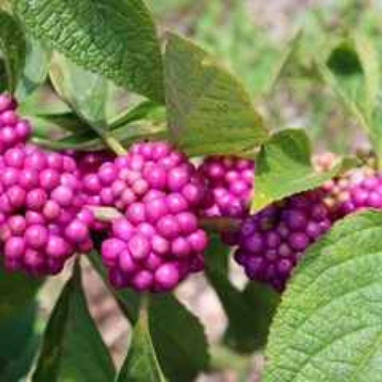 cover art for Derrière Chez Vous – Callicarpe