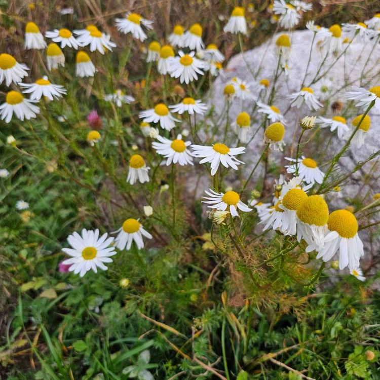 cover art for Derrière Chez Vous – La Camomille inodore