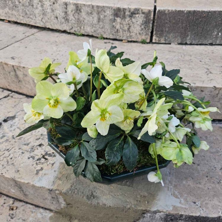 cover art for Derrière Chez Vous – La Rose de Noel