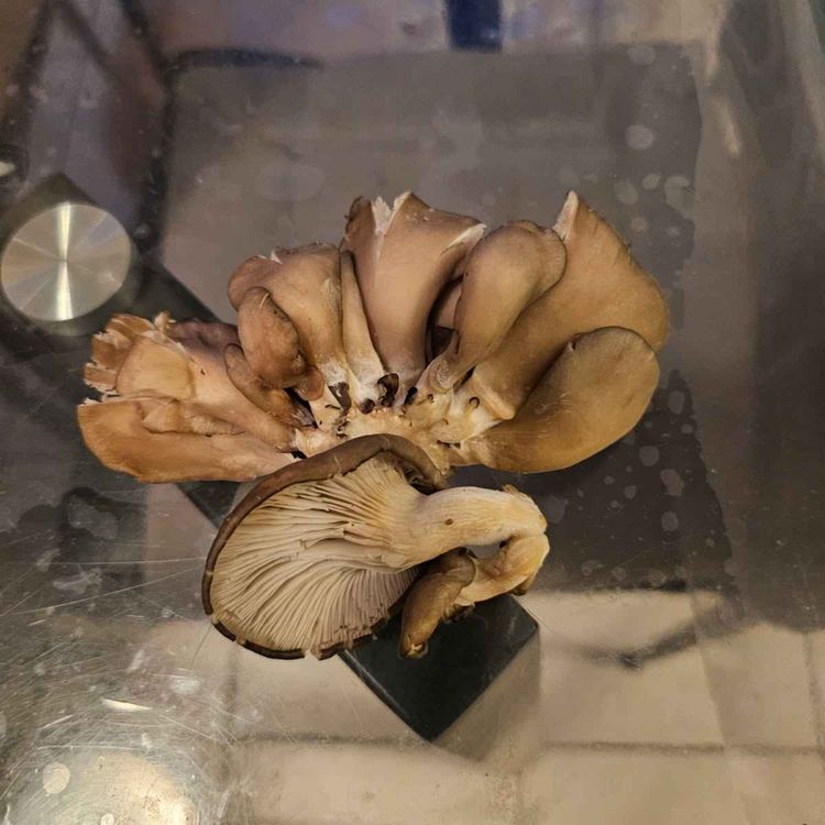 cover art for Derrière Chez Vous – Les pleurottes