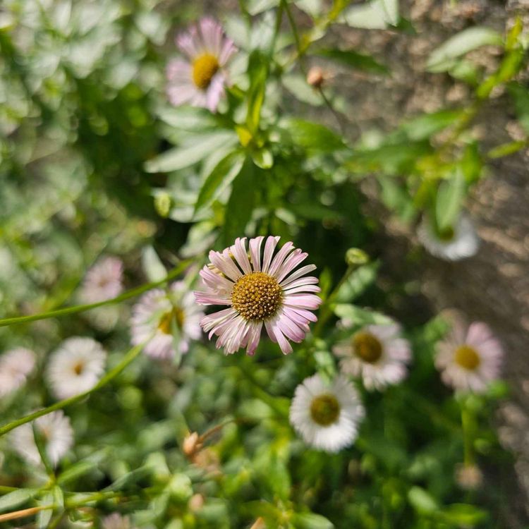 cover art for Derrière Chez Vous – Les pâquerette des murailles