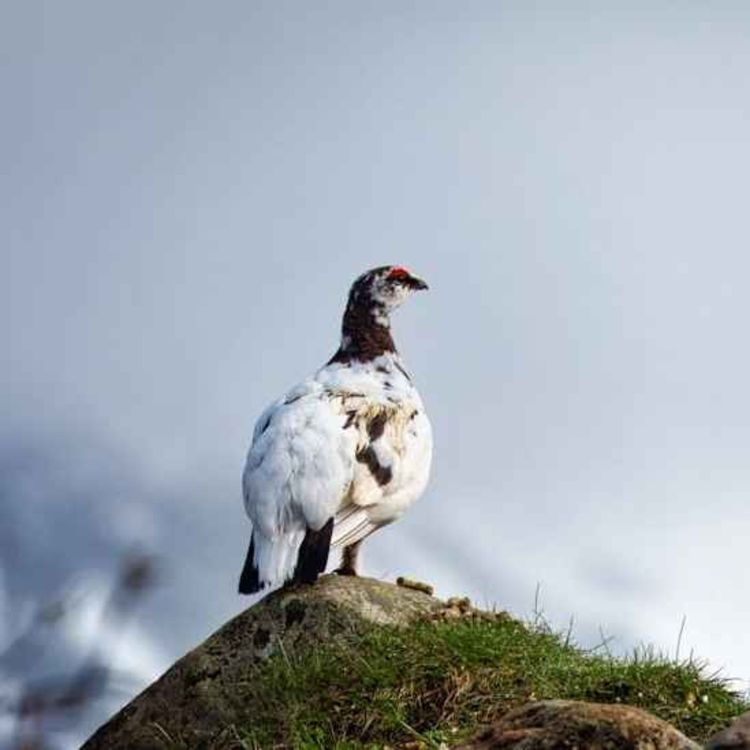 cover art for Derrière Chez Vous – Le Lagopède Alpin
